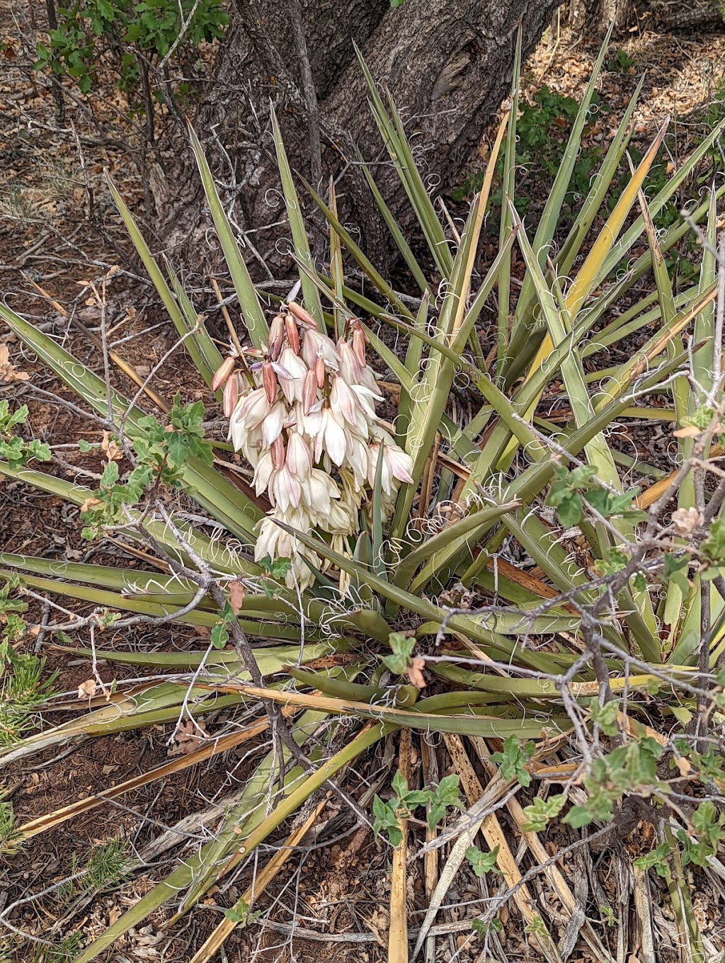 Juan Tomas Open Space | Tijeras, NM 87059, USA | Phone: (505) 768-4200