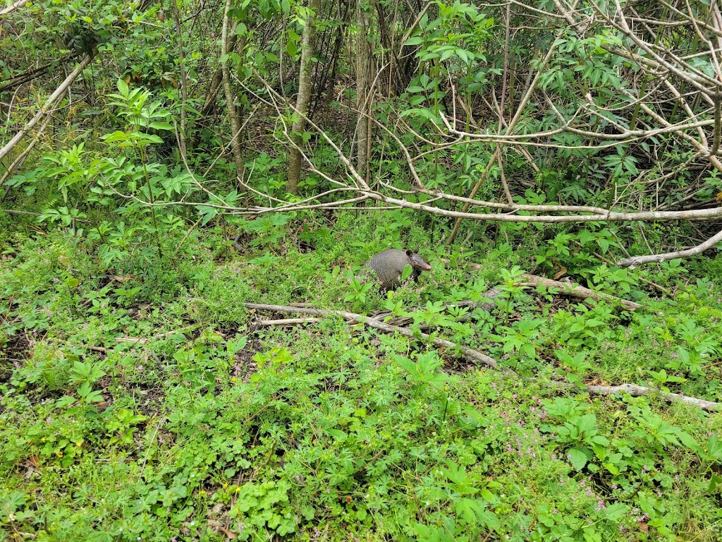 Woodlands Conservancy’s Woodlands Trail | 449 F Edward Hebert Blvd, Belle Chasse, LA 70037, USA | Phone: (504) 433-4000