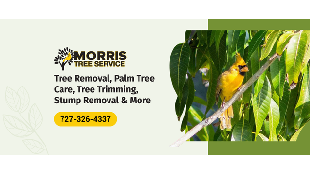 Morris Tree Service | 9507 State Rd 52, Hudson, FL 34669, USA | Phone: (727) 326-4337