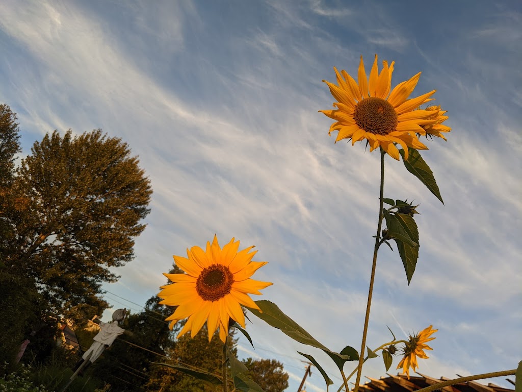 Bradner Gardens Park | 1730 Bradner Pl S, Seattle, WA 98144, USA | Phone: (206) 684-4075