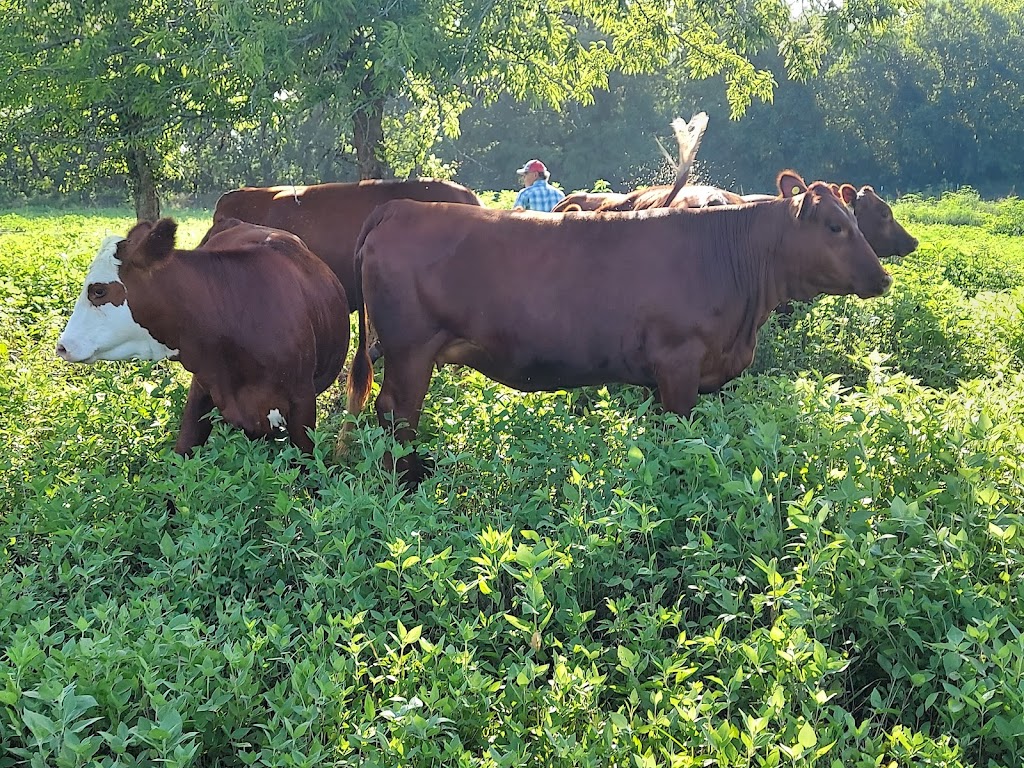 Sister Grove Farm | 1731 Jim Cannon Rd, Van Alstyne, TX 75495, USA | Phone: (903) 312-0717