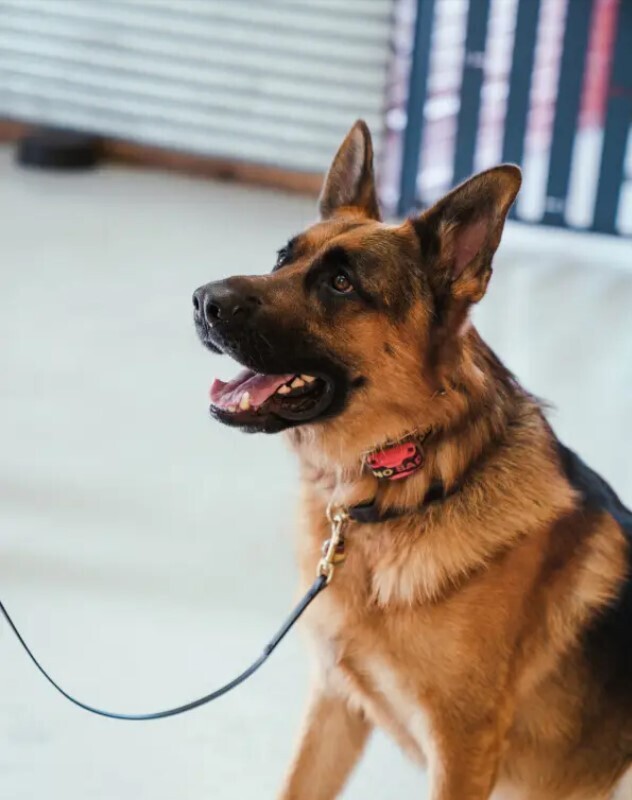 Upstate Canine Academy - Dog Training Facility | 24 Corporate Dr, Clifton Park, NY 12065, USA | Phone: (518) 952-7873