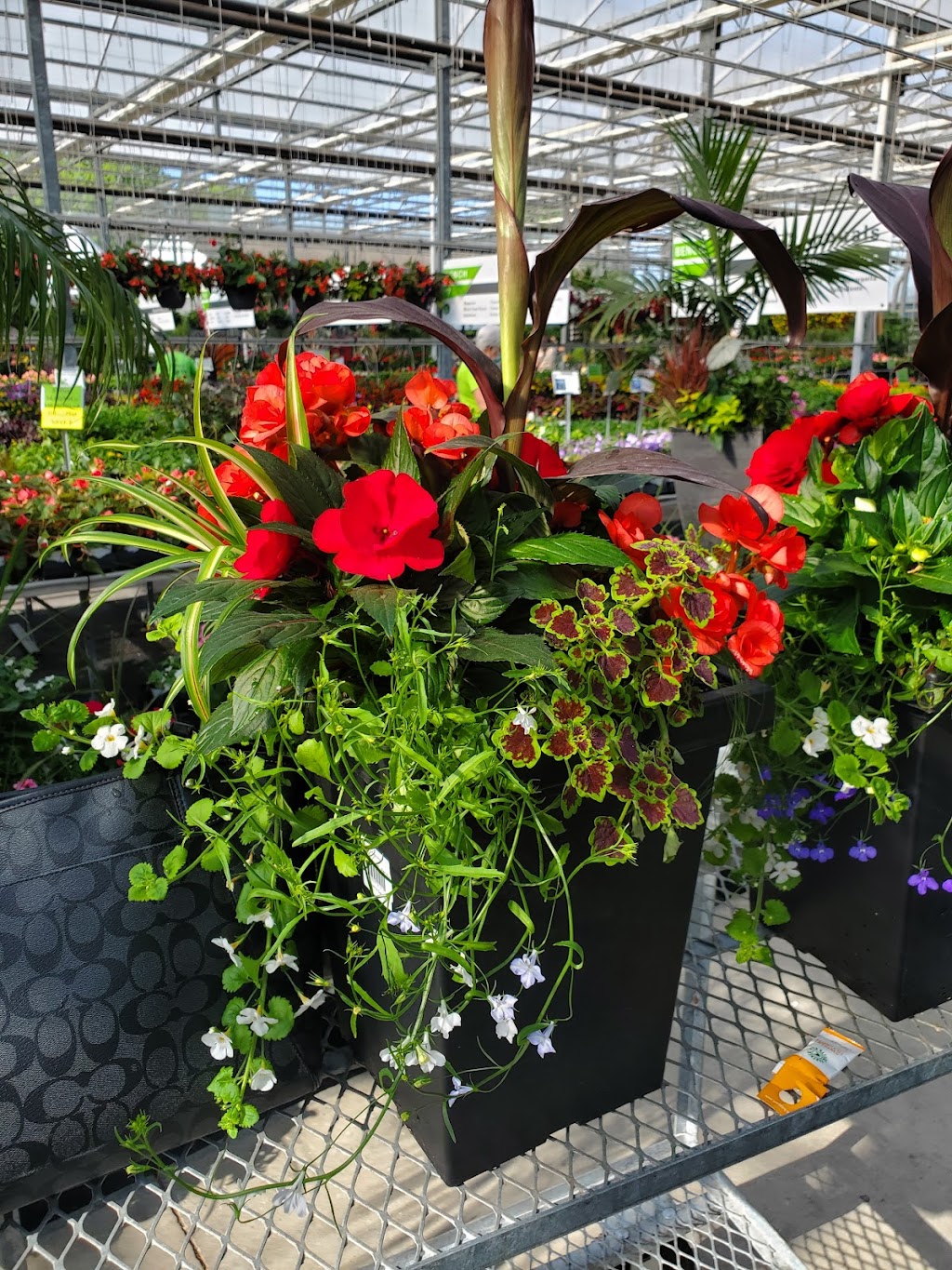 Capogna Flowers | 2078 Talbot Rd, Kingsville, ON N9Y 2E4, Canada | Phone: (519) 326-8840