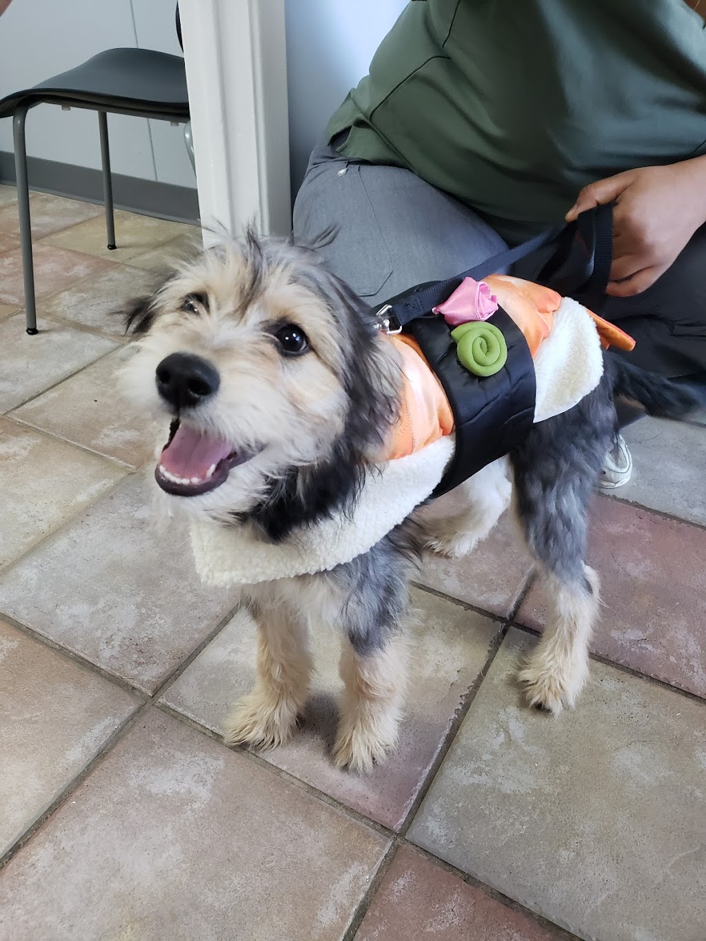 South Arlington Animal Clinic | 3315 S Collins St, Arlington, TX 76014, USA | Phone: (817) 274-3328