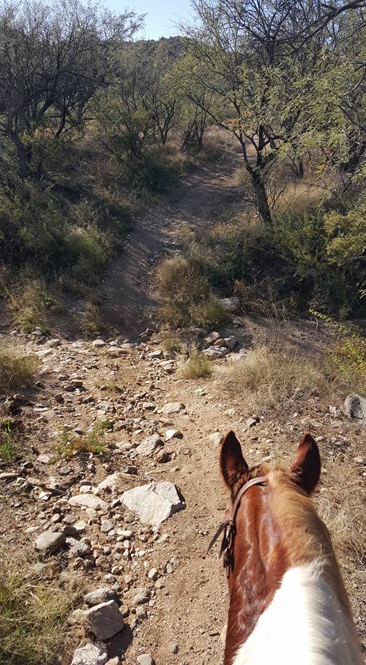 All Around Trail Horses | 7151 S Camino Loma Alta, Tucson, AZ 85747 | Phone: (520) 298-8980