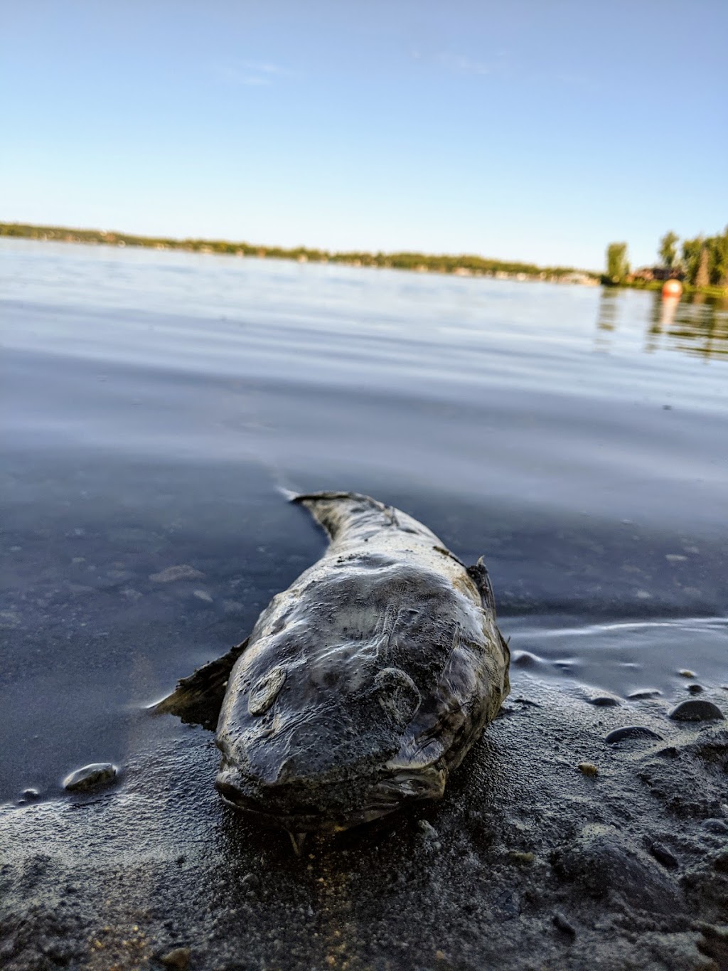 Big Lake South State Recreation Site | 4678 S Big Lake Rd, Wasilla, AK 99654, USA | Phone: (907) 269-8400