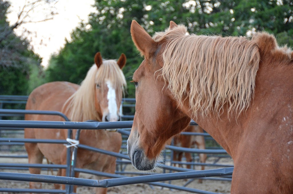 Hill Country Oasis Bed and Breakfast | 950 Williamson Rd, Granbury, TX 76048, USA | Phone: (661) 345-2754