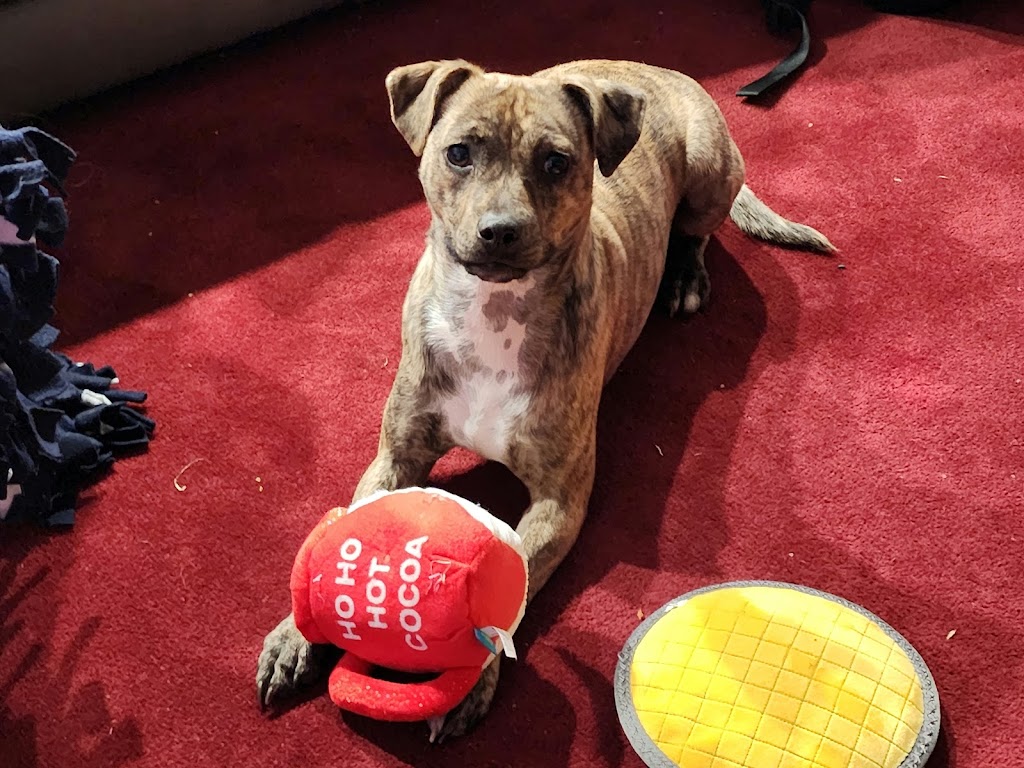 Sand Creek Animal Hospital | 130 Wolf Rd, Albany, NY 12205, USA | Phone: (518) 446-9171