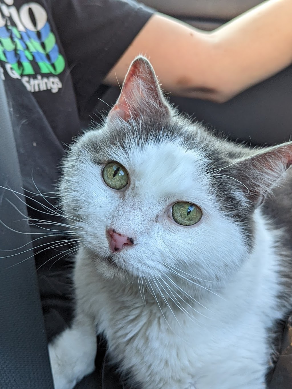 Sand Creek Animal Hospital | 130 Wolf Rd, Albany, NY 12205, USA | Phone: (518) 446-9171