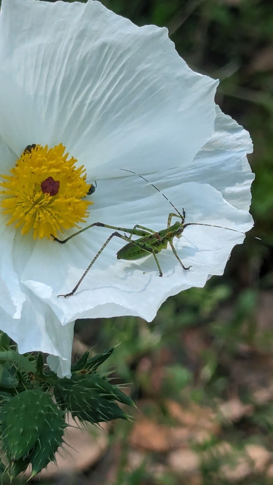 Goose Island State Park | 202 S Palmetto St, Rockport, TX 78382, USA | Phone: (361) 729-2858