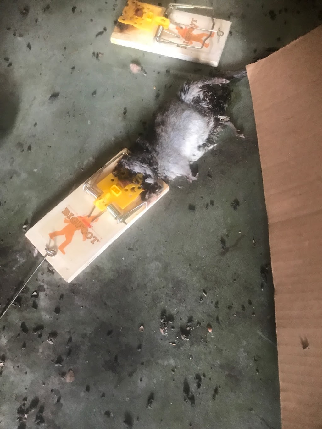 24/7 Rat Removal Pros | 2158 Quail Roost Dr, Weston, FL 33327, USA | Phone: (954) 271-1074