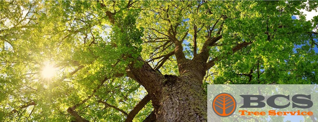 BCS Tree Service | 3752 Marquis Dr, Garland, TX 75042, USA | Phone: (469) 457-8072