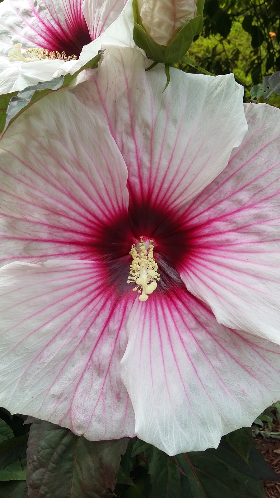 Whites Truck & Auto Repair 3542 Walters Rd, Creedmoor, NC 27522, USA