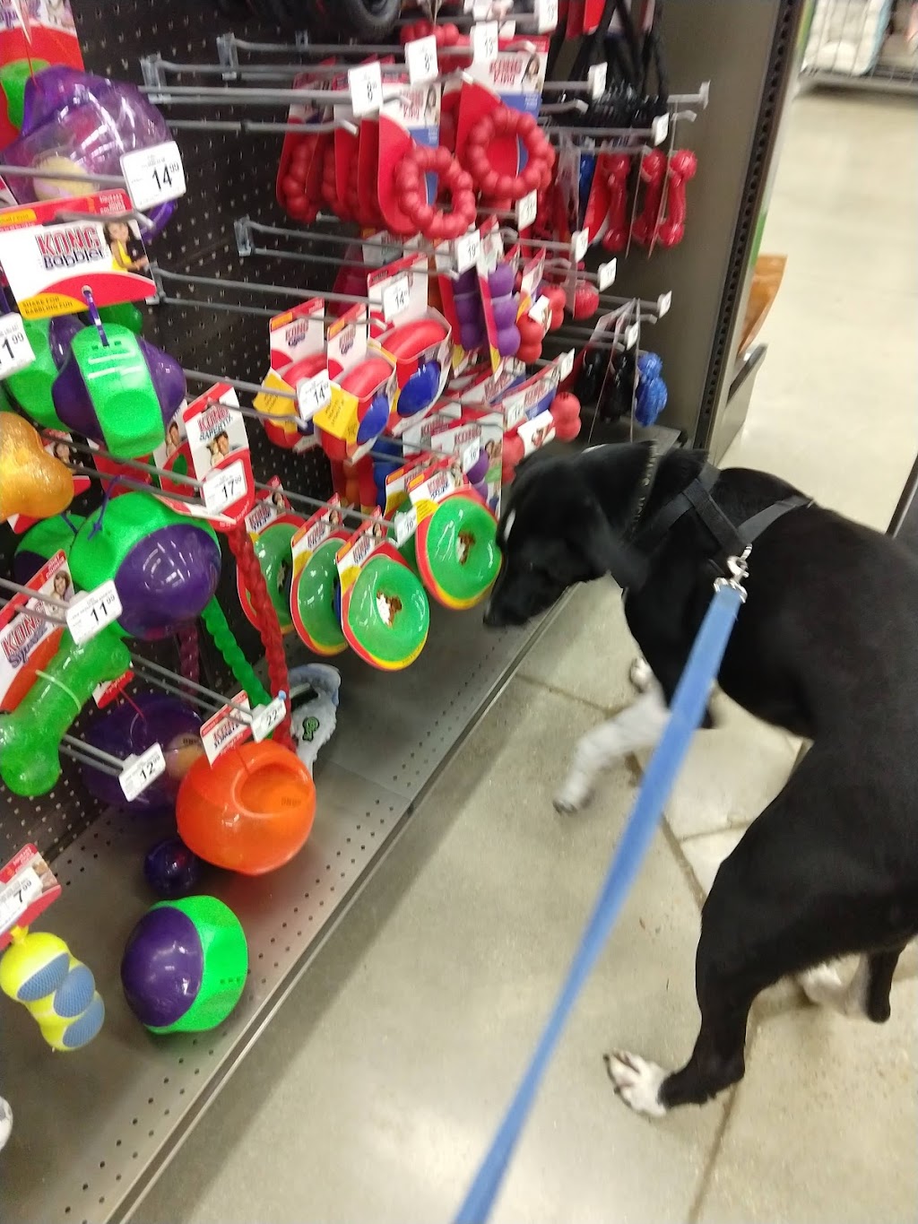 Petco | 6720 Fox Centre Pkwy, Gloucester, VA 23061 | Phone: (804) 792-6039