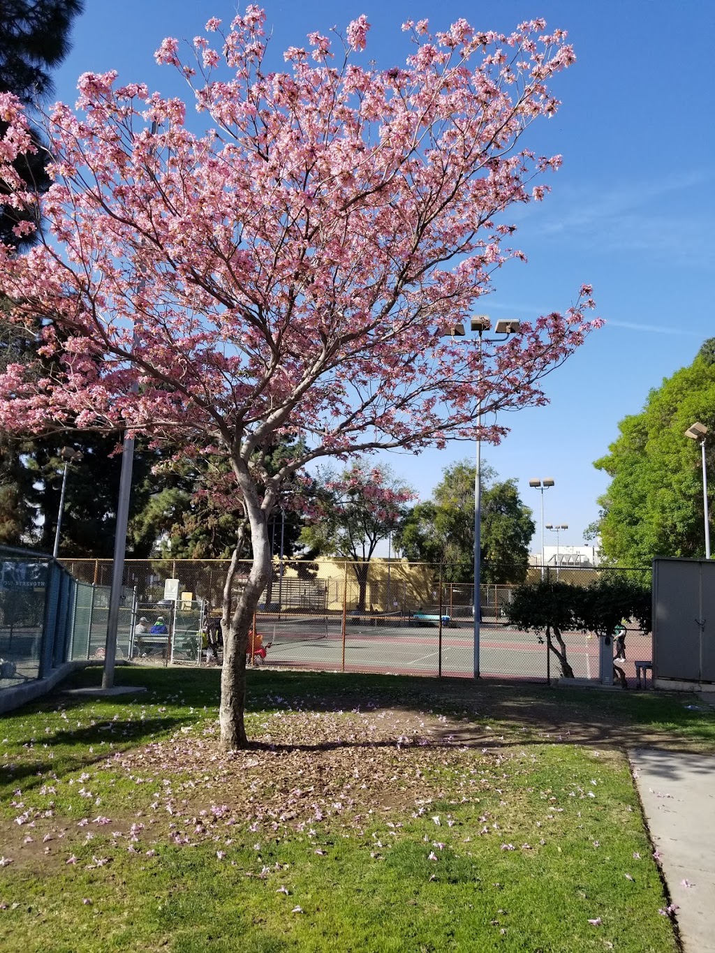 Shatto Recreation Center | 3191 4th St, Los Angeles, CA 90020, USA | Phone: (213) 386-8877