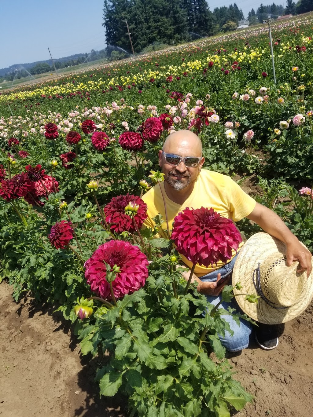 Swan Island Dahlias | 995 NW 22nd Ave, Canby, OR 97013, USA | Phone: (503) 266-7711