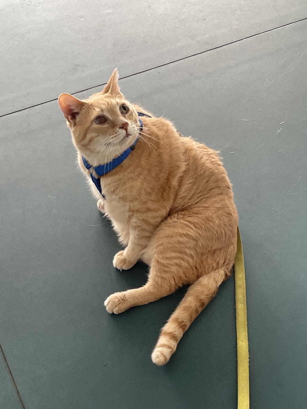 Forestville Animal Hospital | 27 Main St, Forestville, NY 14062, USA | Phone: (716) 965-1021