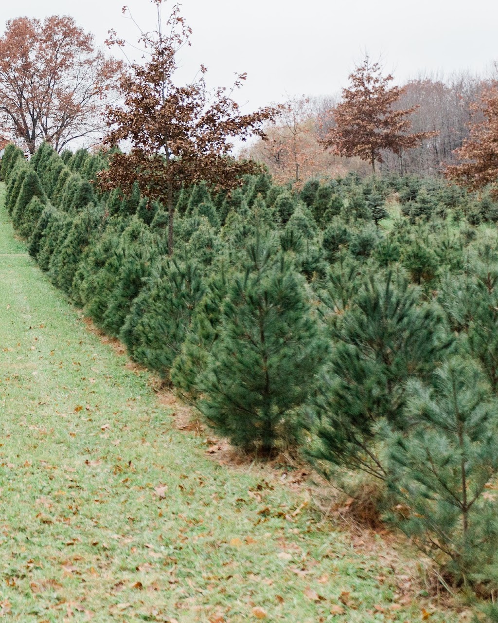 Rauh Christmas Tree Farm | 3001 N River Rd, Stow, OH 44224, USA | Phone: (330) 678-7474