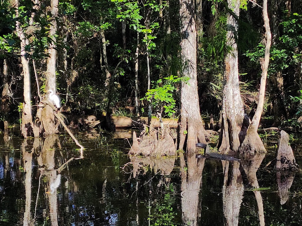 Big Cypress National Preserve | 33100 Tamiami Trail E, Ochopee, FL 34141, USA | Phone: (239) 695-2000