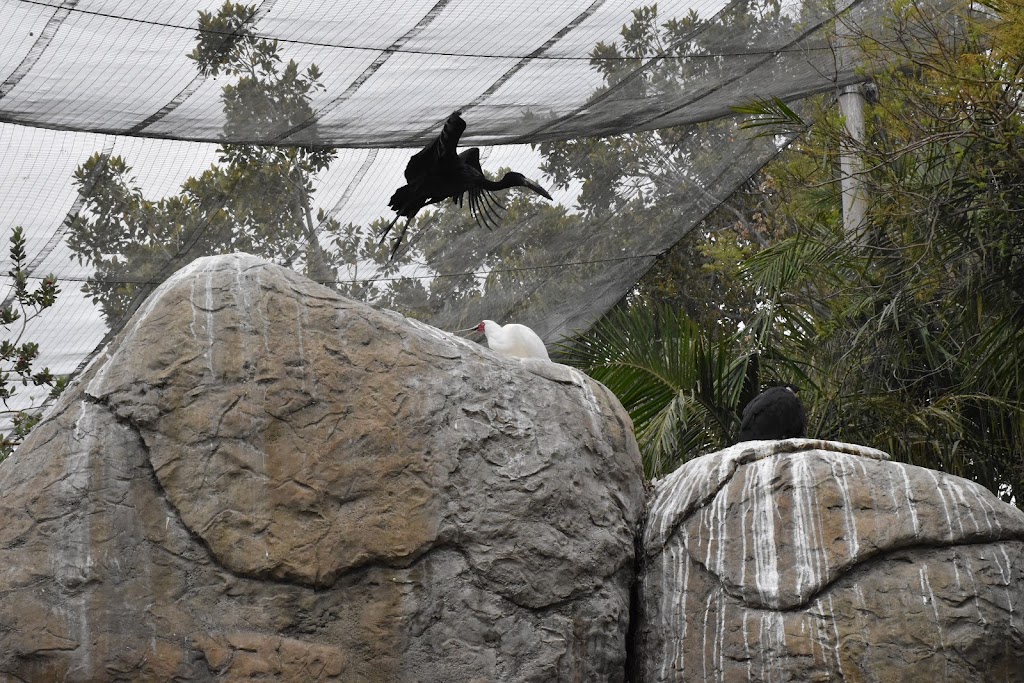 Wings of the World Aviary | Escondido, CA 92027, USA | Phone: (619) 231-1515