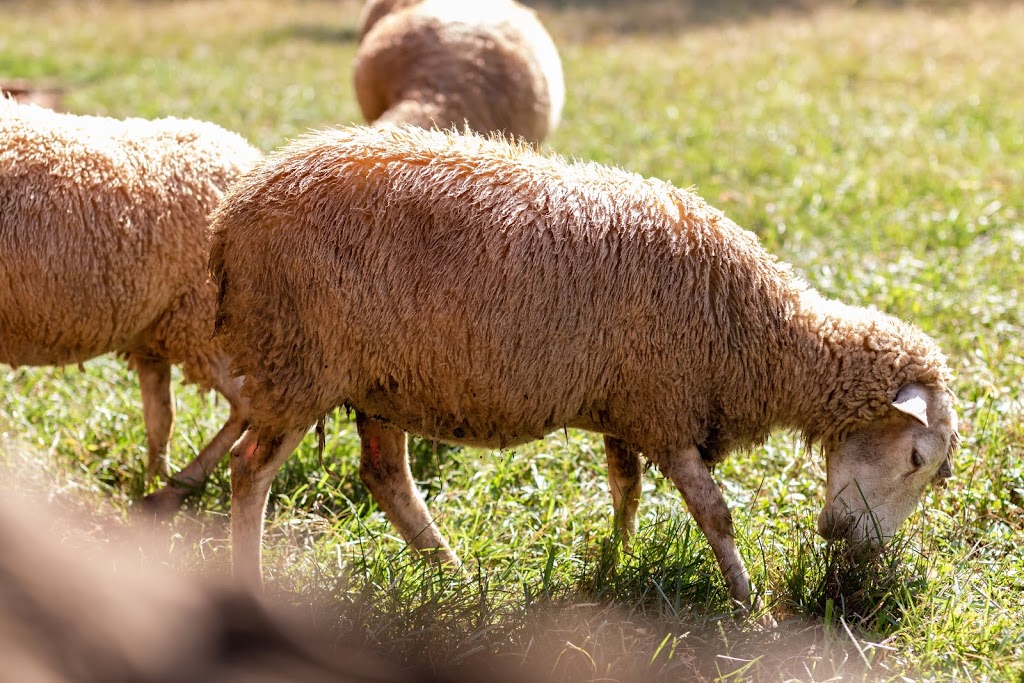 Horne Creek Living Historical Farm | 308 Horne Creek Farm Rd, Pinnacle, NC 27043, USA | Phone: (336) 325-2298