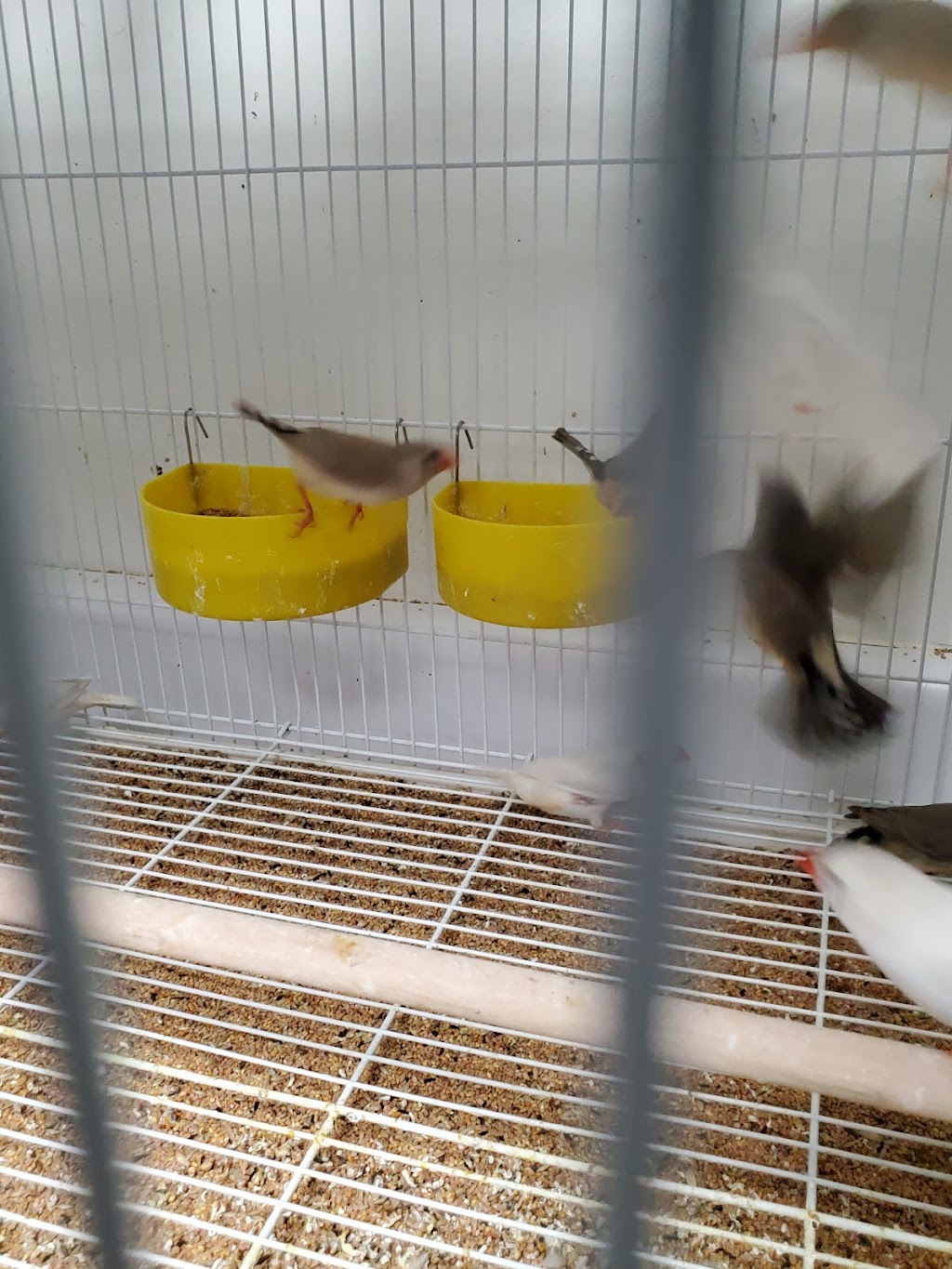 Canoga Discount Birds | 21731 Sherman Way, Canoga Park, CA 91303, USA | Phone: (818) 883-3007