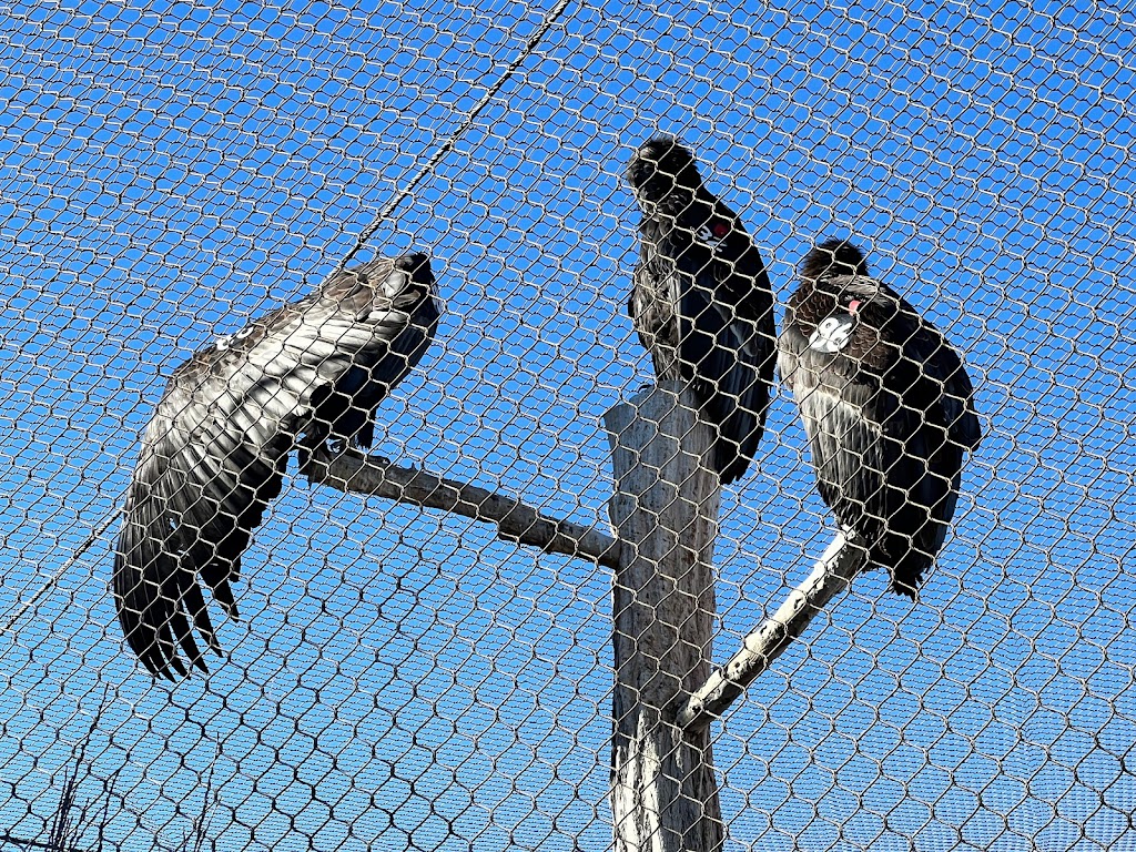 The Peregrine Funds World Center For Birds of Prey | 5668 W Flying Hawk Ln, Boise, ID 83709, USA | Phone: (208) 362-8687