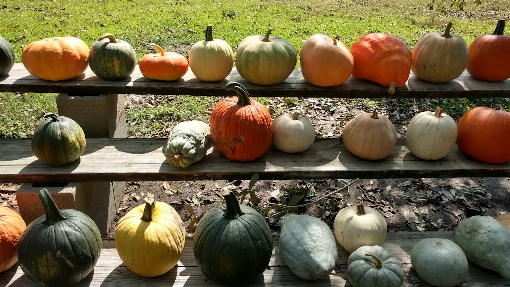 Glaser’s Produce Farm | Unnamed Road, New Roads, LA 70760, USA | Phone: (225) 618-9337