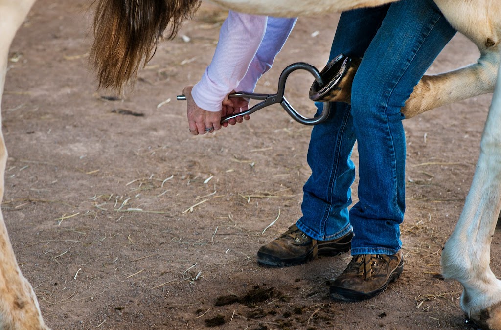 Windmiller Equine Veterinary Services | 788 Delong St, Pickerington, OH 43147, USA | Phone: (614) 695-5225