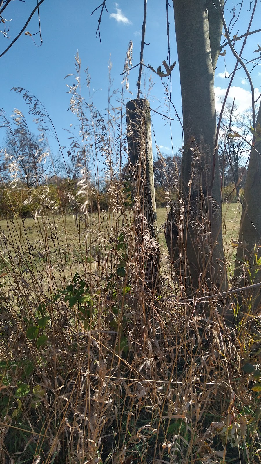 Angst Nature Preserve MetroPark | 4050 Trenton Oxford Rd, Hamilton, OH 45011, USA | Phone: (513) 867-5835