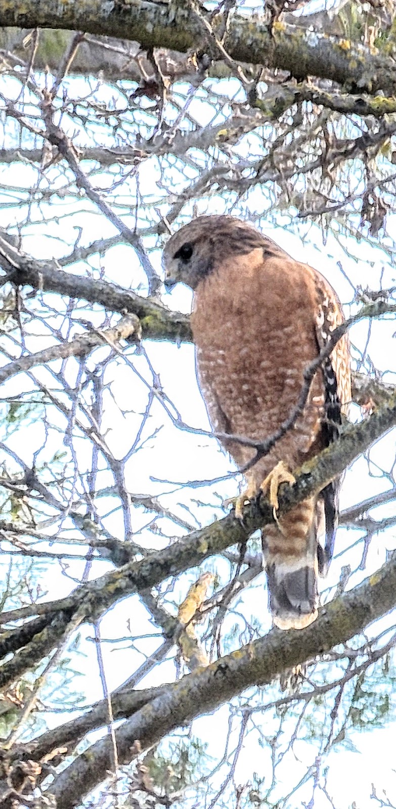 Brookview Park | 1201 Monument Blvd, Concord, CA 94520, USA | Phone: (925) 682-0433