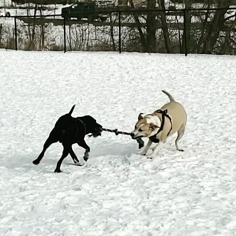 Lauderdale Dog Park | 1885 Fulham St, Lauderdale, MN 55113, USA | Phone: (651) 792-7650