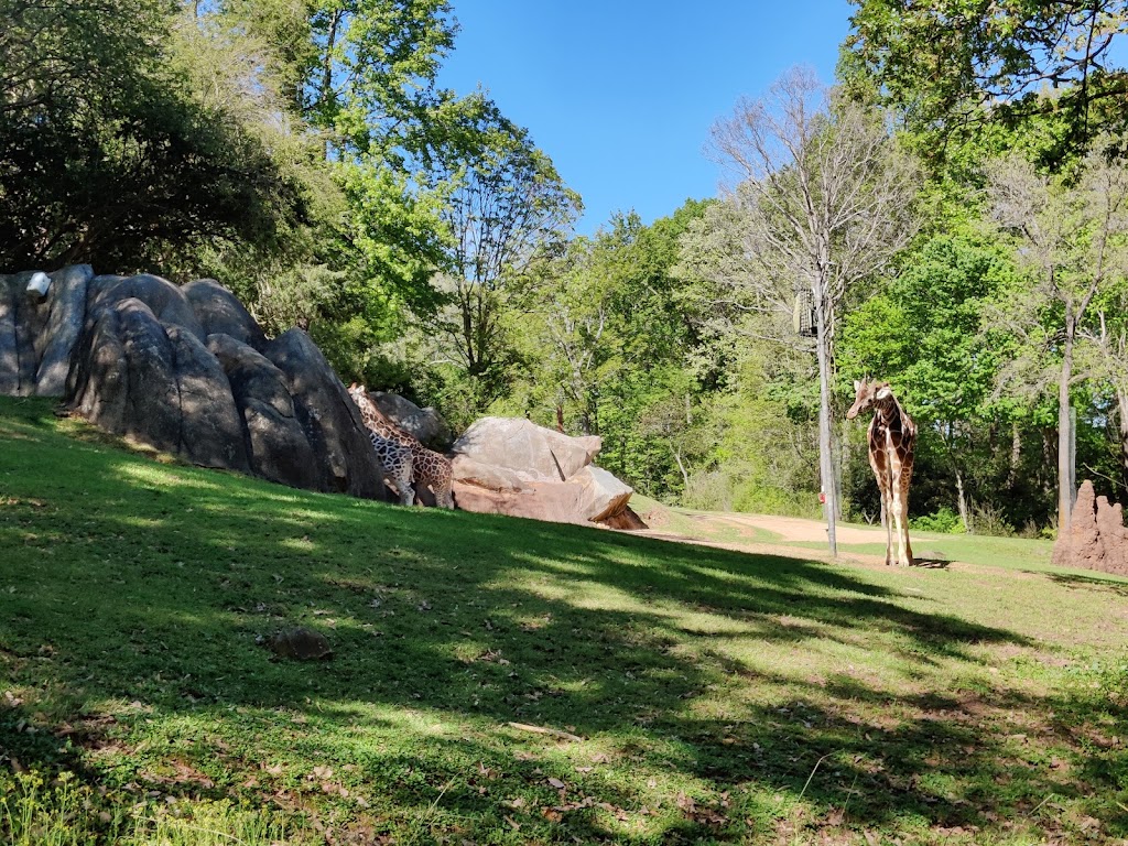 African Lion Habitat | Asheboro, NC 27205, USA | Phone: (800) 488-0444