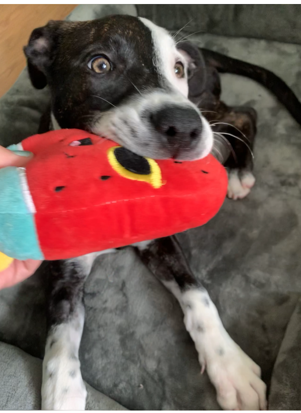 Via Verde Animal Hospital | 1138 Via Verde Ave, San Dimas, CA 91773, USA | Phone: (909) 541-5051