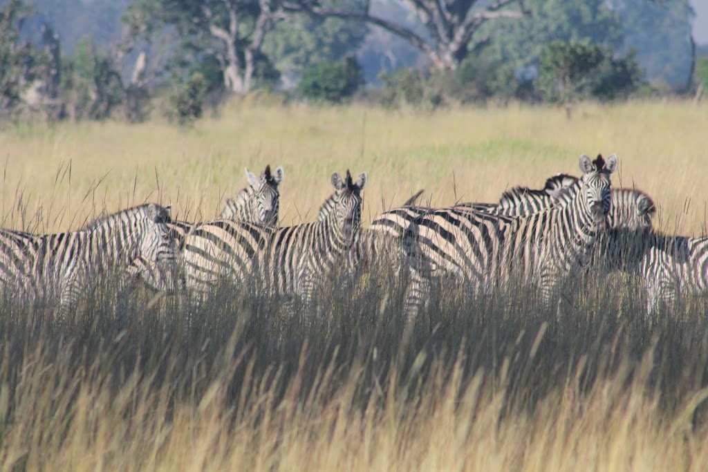 CK Global Travel, LLC | 385 Donald Ross Dr, Pinehurst, NC 28374, USA | Phone: (919) 714-2121