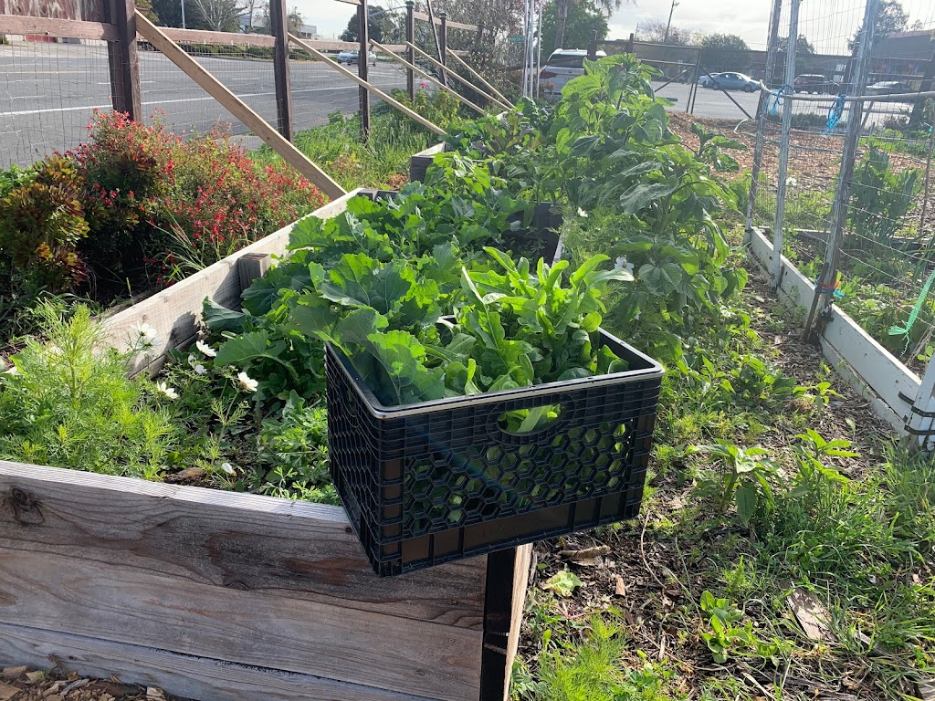 Ambrose Community Garden | 3105 Willow Pass Rd, Bay Point, CA 94565, USA | Phone: (925) 458-1601