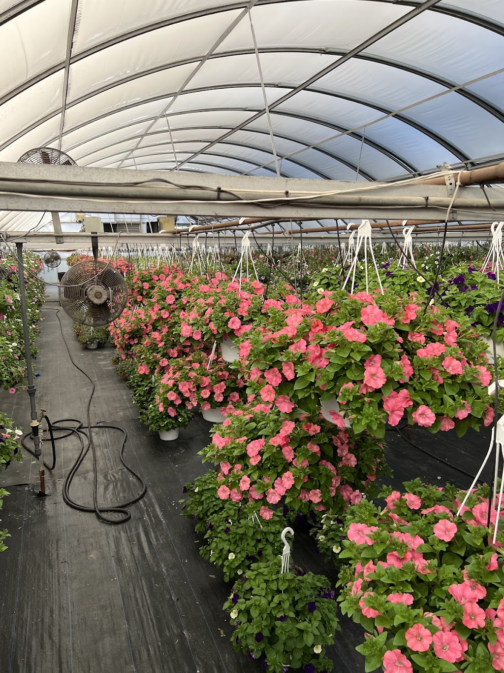 Rush Garden Center Greenhouse | 30617 Henry Ruff Rd #2025, Romulus, MI 48174, USA | Phone: (734) 721-7874