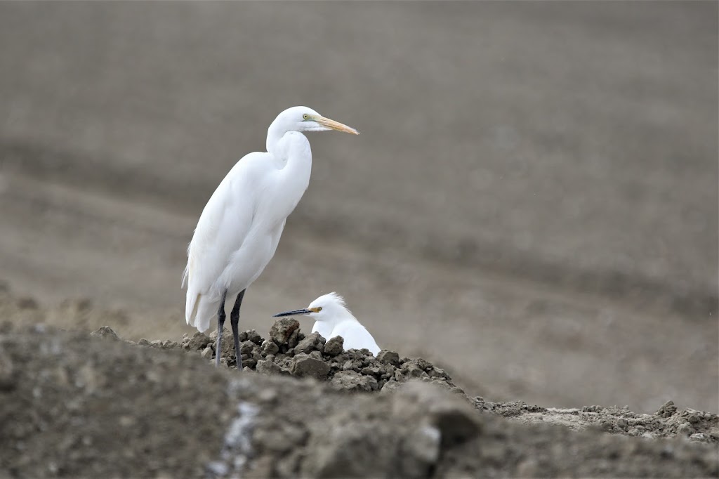 Los Banos Wildlife Area | 18110 Henry Miller Ave, Los Banos, CA 93635, USA | Phone: (209) 826-0463