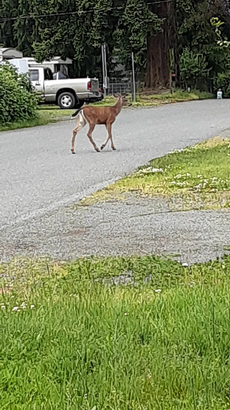 Hadlock Village Mobile Home Park | 230 Old Hadlock Rd, Port Hadlock, WA 98339, USA | Phone: (360) 385-3179