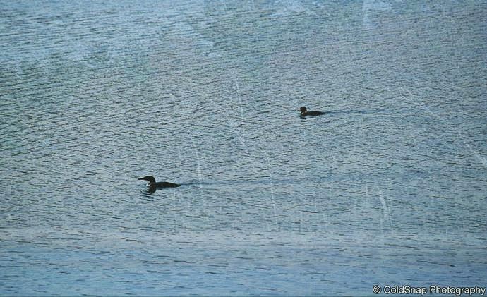 Boot Lake Scientific and Natural Area (SNA) | Jodrell St NE, Wyoming, MN 55092 | Phone: (651) 259-5800