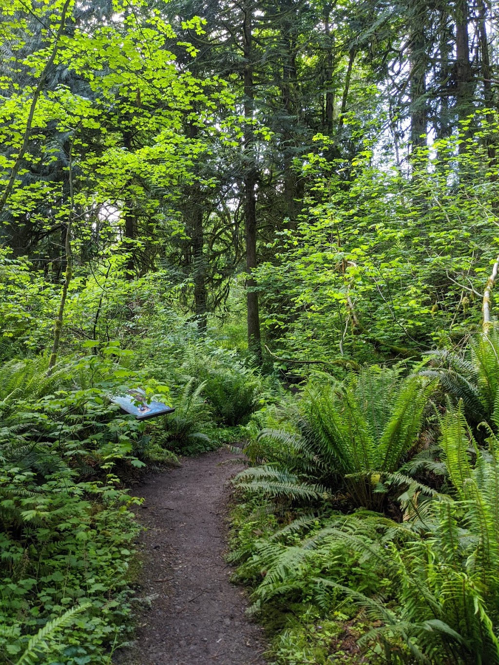 Squak Mountain State Park Natural Area | 201430 SE May Valley Rd, Issaquah, WA 98027, USA | Phone: (425) 455-7010