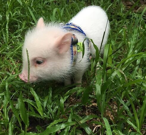 Teacup Pig |Micro Pigs | Teacup Pigs for Sale | 428 Emory Ln, Center Hill, FL 33514, USA | Phone: (352) 303-8371