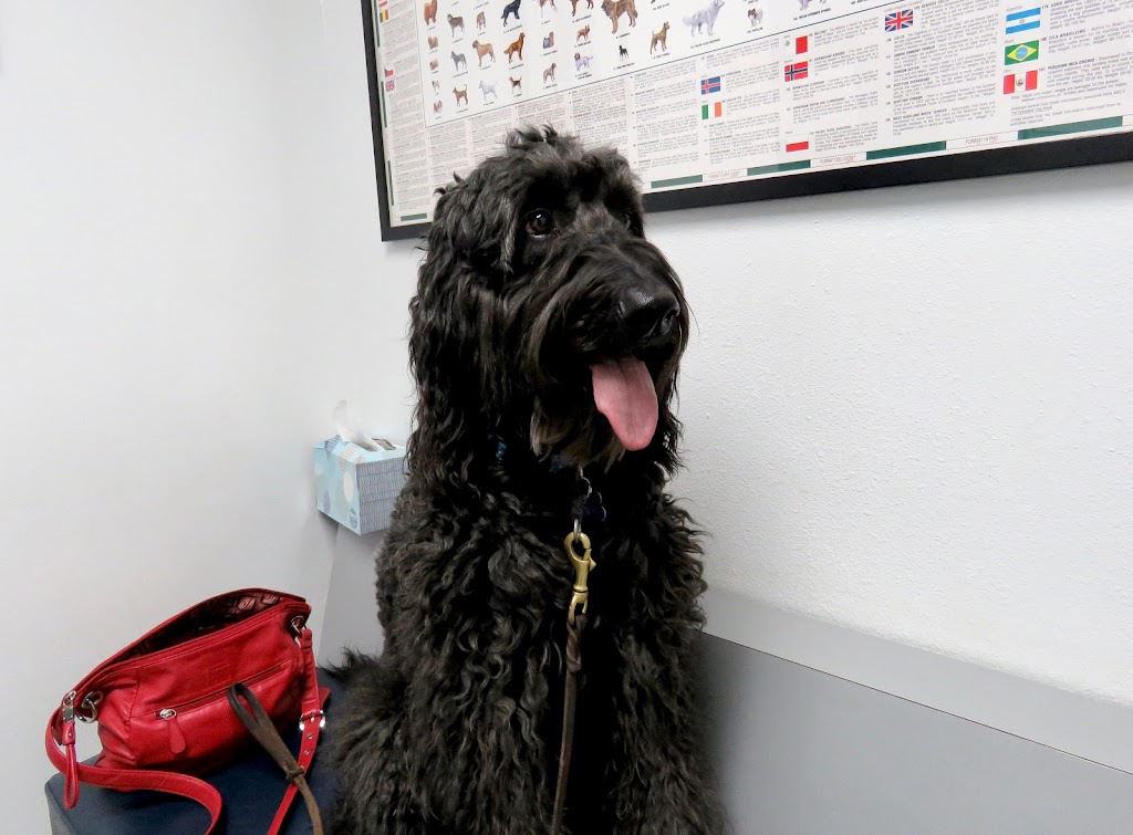 Alisos Animal Hospital | Mission Viejo | 22902 Los Alisos Blvd, Mission Viejo, CA 92691, USA | Phone: (949) 768-8308