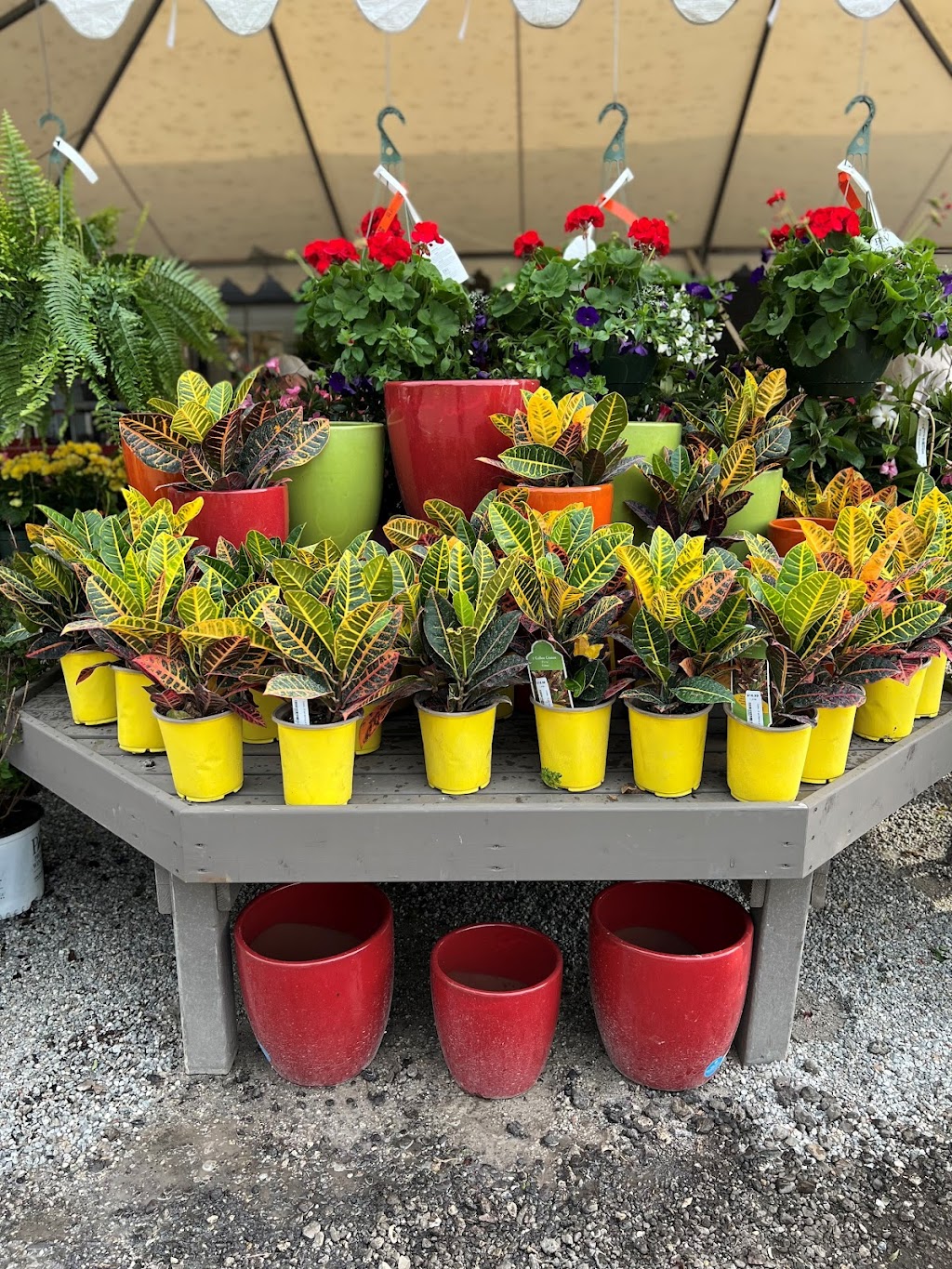 Grafs Garden Shop, Landscape and Farm Market | 1015 White Pond Dr, Akron, OH 44320, USA | Phone: (330) 836-2727