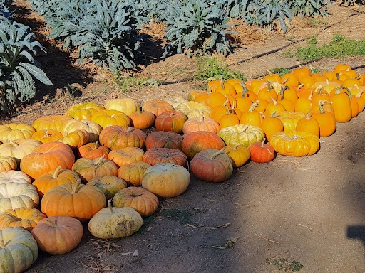 Shady Acres Farm Stand | 32351 Sage Rd, Hemet, CA 92544, USA | Phone: (773) 440-3252