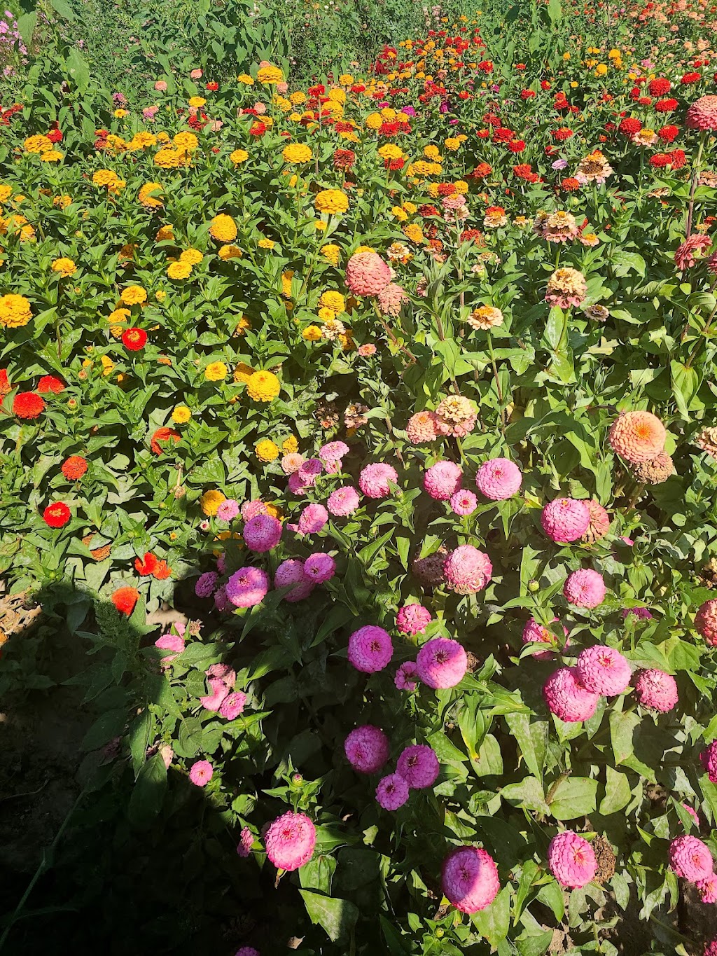 Gust Flower and Produce Farm | 11998 Rodesiler Hwy, Ottawa Lake, MI 49267, USA | Phone: (517) 605-2209