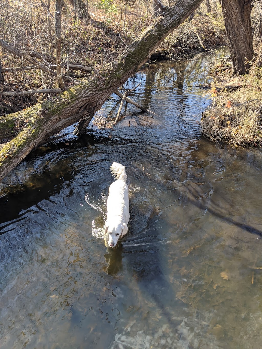 Paw Run Private Dog Park | 6886 Zeeb Rd, Dexter, MI 48130, USA | Phone: (734) 476-1620