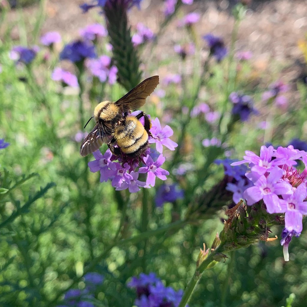 Monarch Park - Butterfly Garden | Esteban, Mission Viejo, CA 92692, USA | Phone: (949) 207-3770