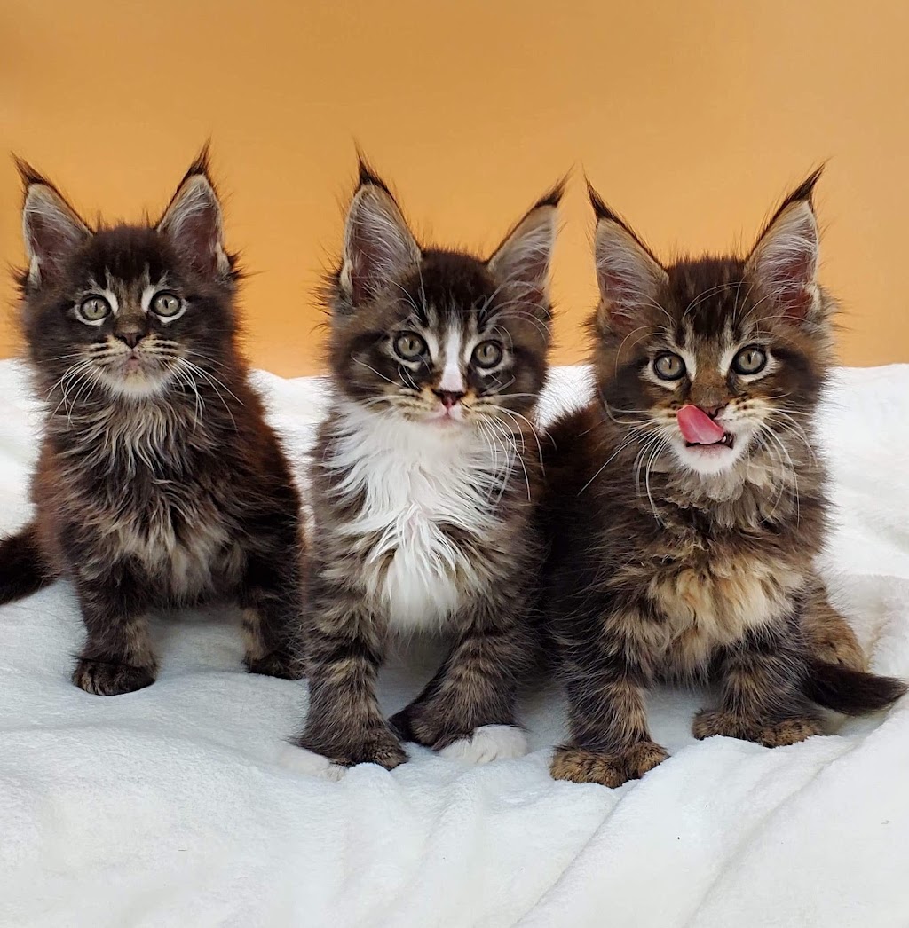 MousseeCoons Maine Coon Cattery | 20283 Santa Maria Ave #2672, Castro Valley, CA 94546, USA | Phone: (510) 504-1288