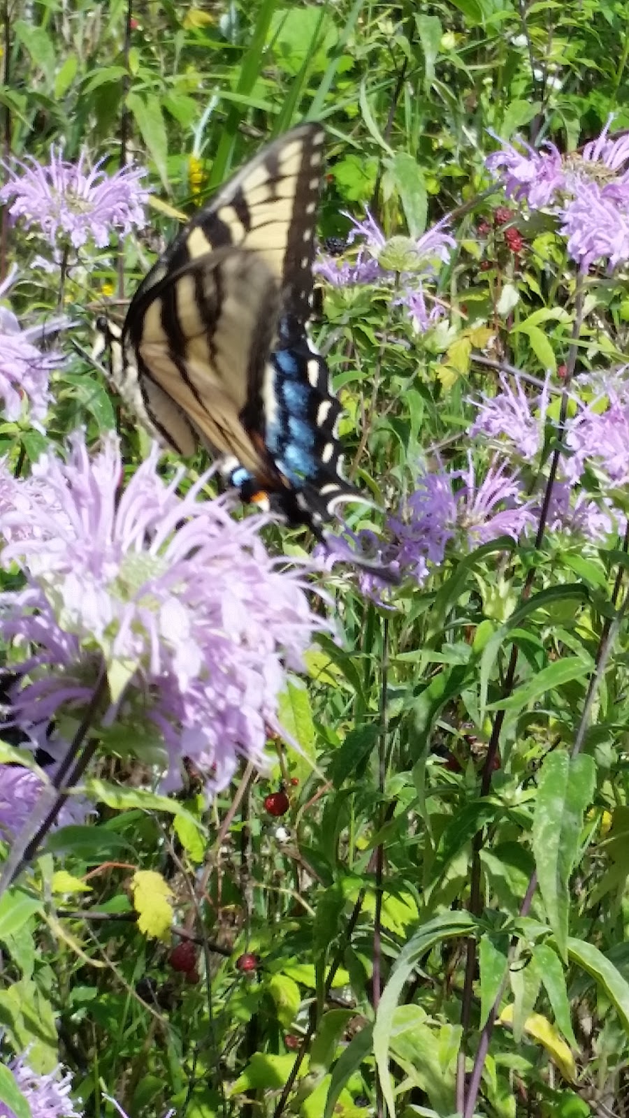 Ruthven Nature Area | 100 Huron Pkwy, Ann Arbor, MI 48105, USA | Phone: (734) 794-6230